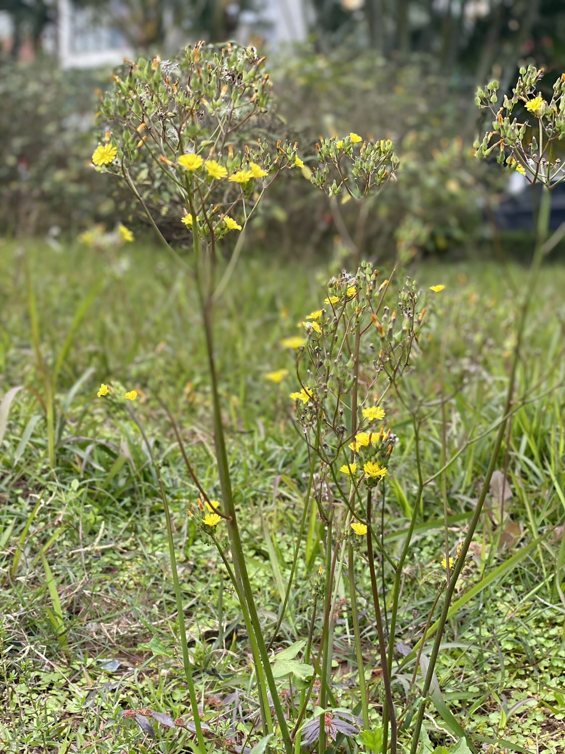Hàng dẹp nên mua