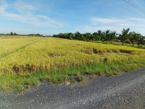 Cây khỏe cao chắc tốt giao nhanh đóng gói kỷ