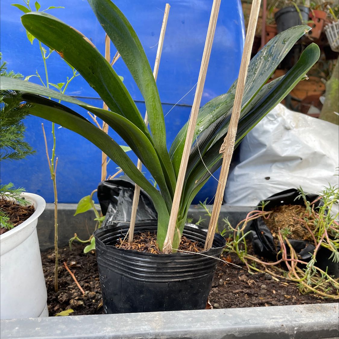 Sản phẩm xanh tươi nhưng ko có nụ hoa.