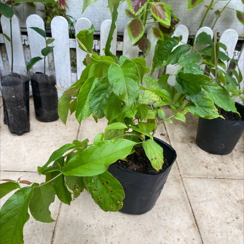 Cây khoẻ, giao nhanh