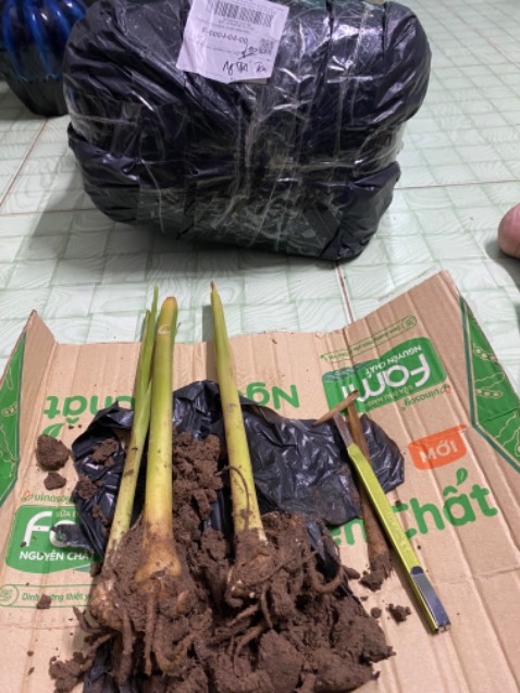 Thơm ngon lắm. Cây non mới trồng thì phải