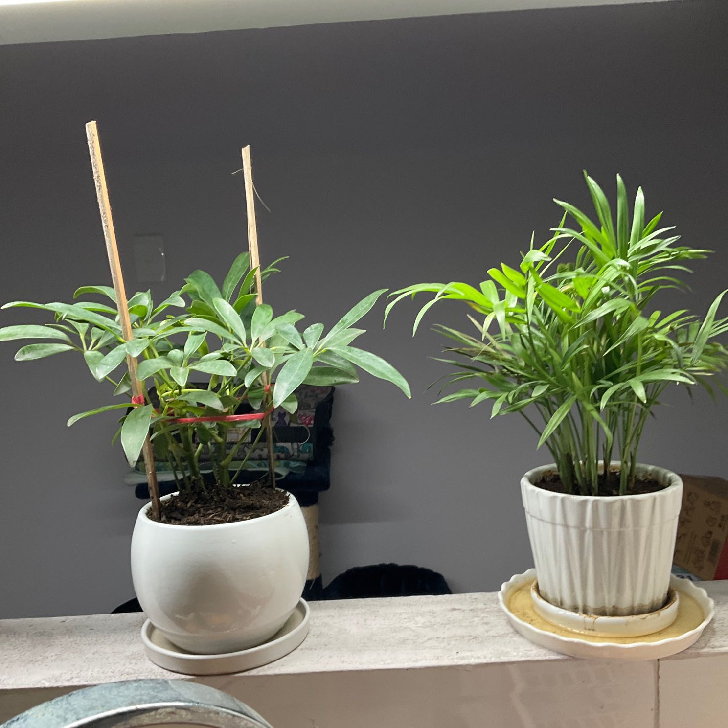 Cảm ơn shop cây cảnh rất đẹp tôi rất hài lòng.Chúc mọi người nhiều sức khỏe và luôn bình an.