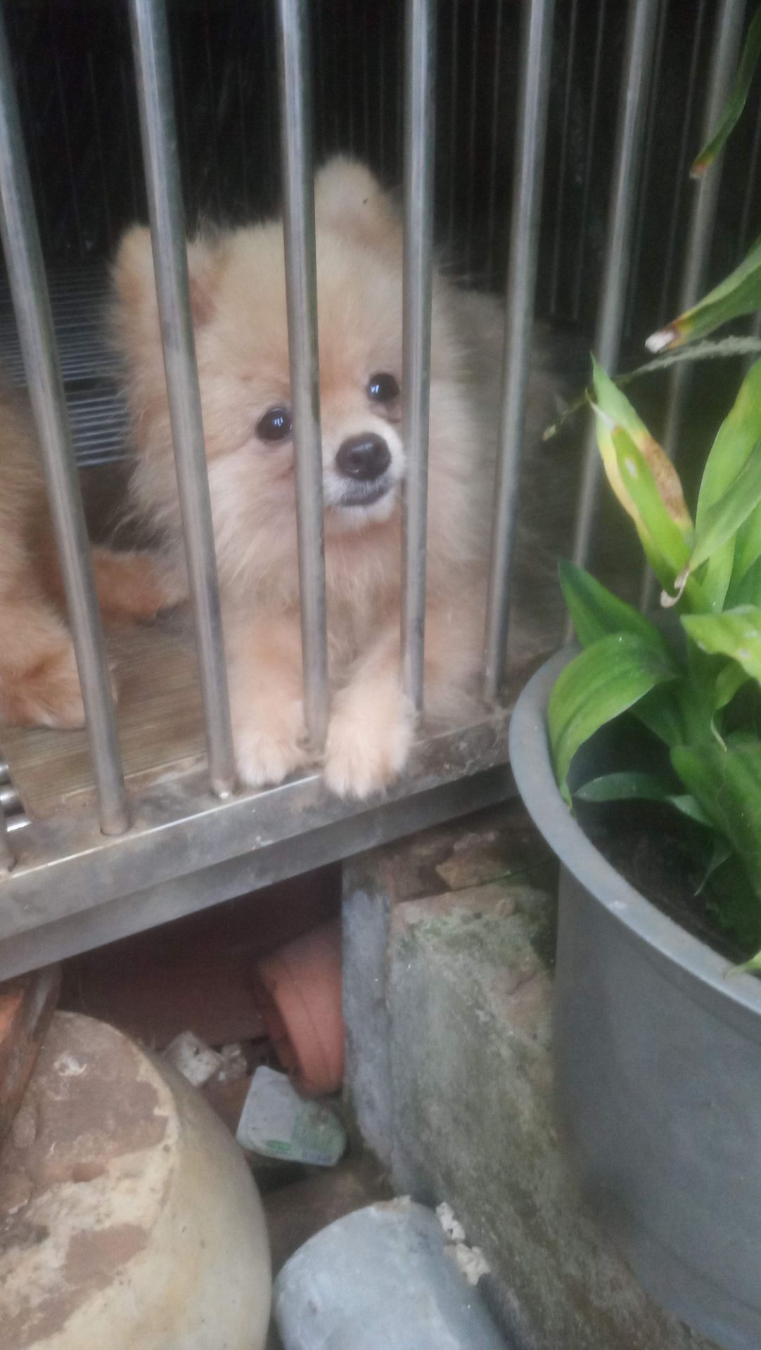 sản phẩm giống như hình ảnh, đẹp, giá rẻ nhưng khẩu trang có một cái mùi hơi kì kì khá nhẹ ko biết là mùi gì, chắc là mùi của thùng hàng 🤣, nói tóm lại hàng đối với mình là dùng khá ổn