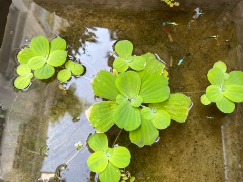 Mỳ ngon. Sẽ mua thêm