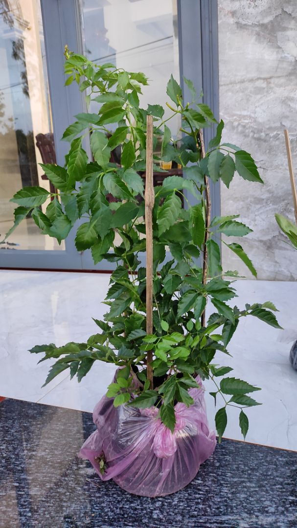 cây đẹp, tươi, giao hàng nhanh hơn dự kiến 5 ngày