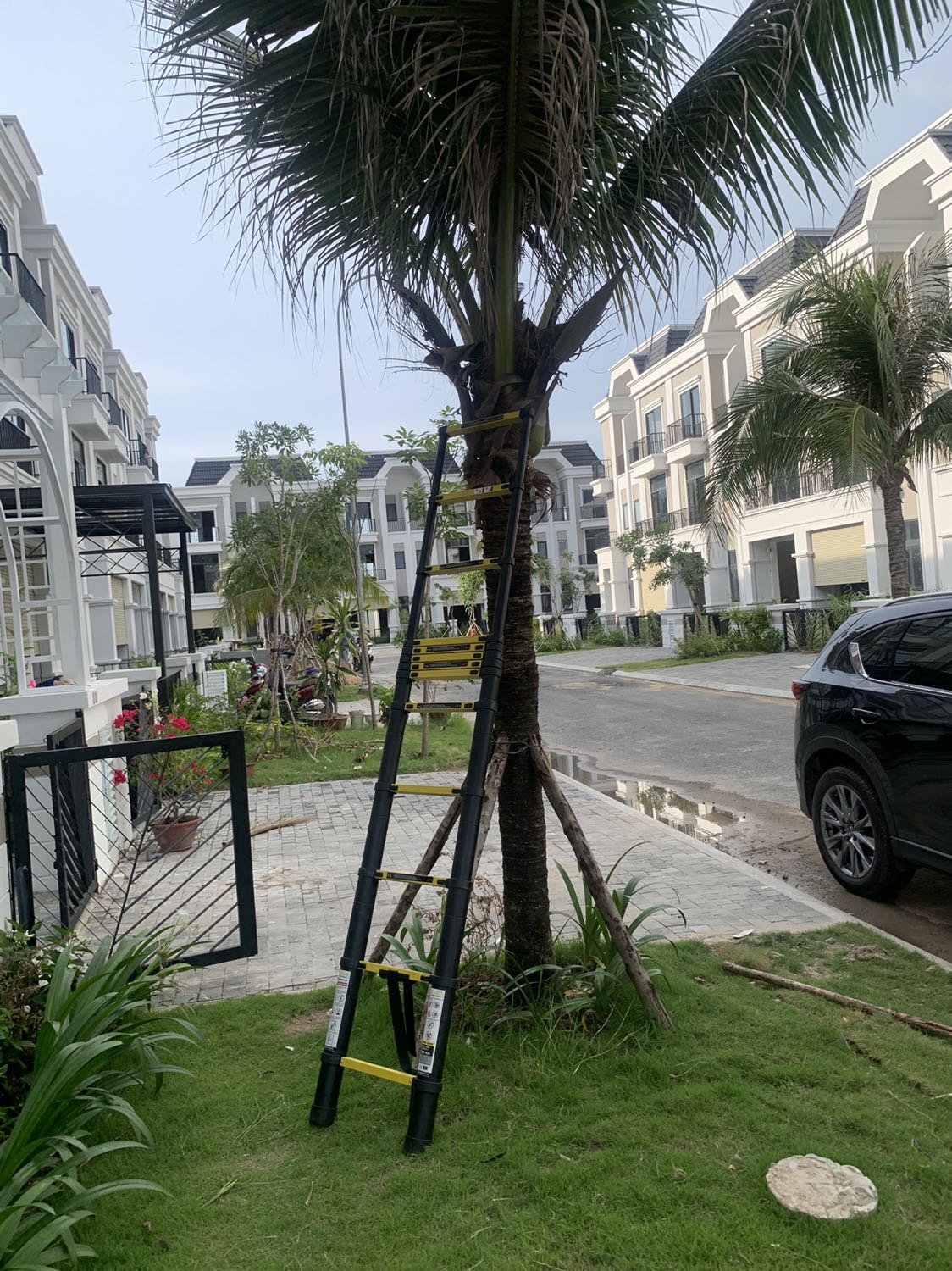 Hái dừa được. Khá chắc chắn