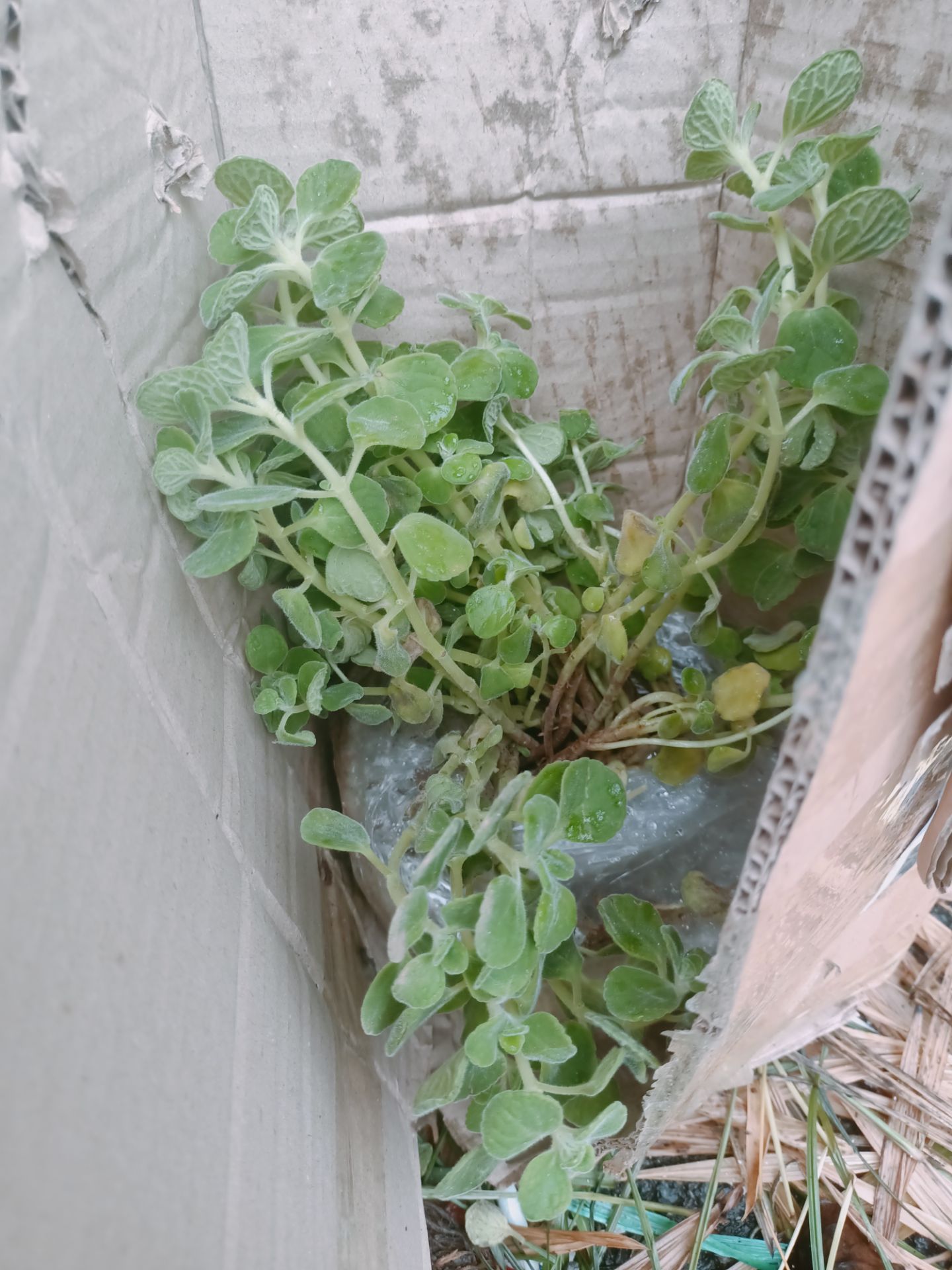 *** đảo,mua cay sen đá thì gửi cây này.lam ăn như chúng m đeo giàu đc đau