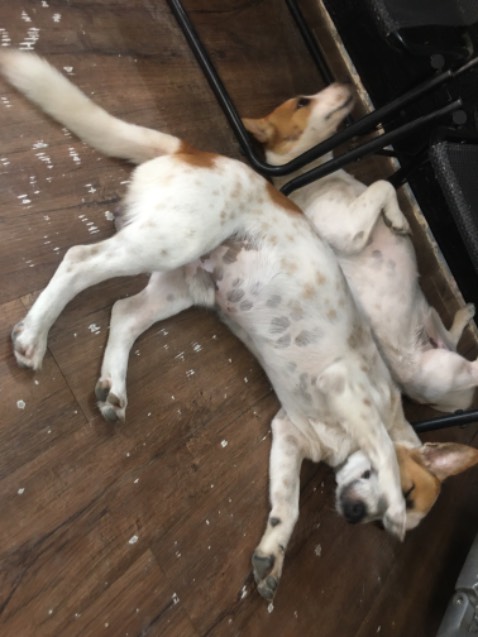 A lô a đến bê với vận tốc của ô tô đi từ a đến bê với vận động viên sủi bọt biển tinh nghịch tập chi tinh đồ chơi cho vui vẻ nha a di đà a di banh chi zi ak