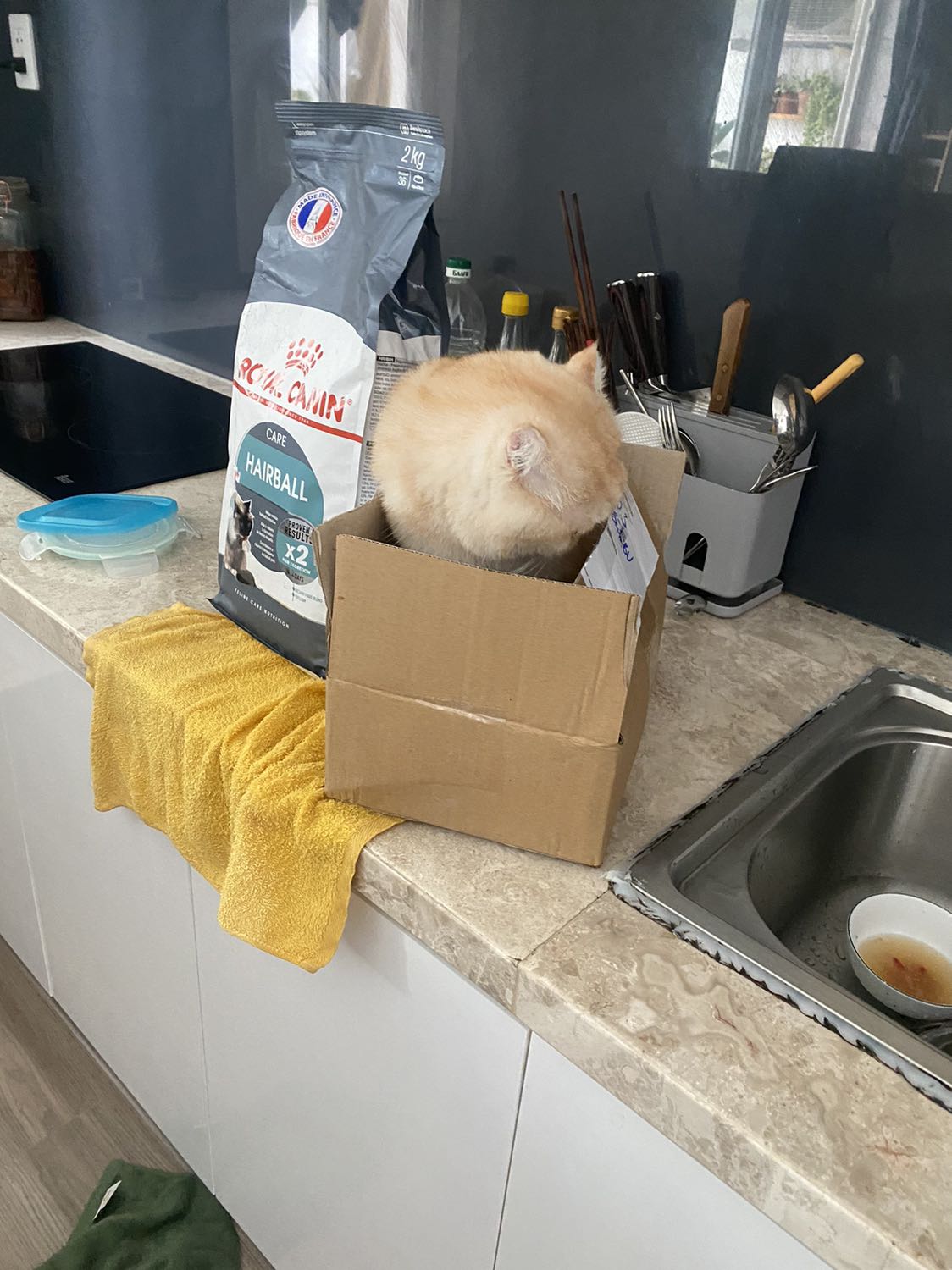 Hoàng thượng ko thể chờ lâu hơn được nữa. Khui ra là phải bay lên tranh phần liền.
Royal canin thì có thương hiệu nên yên tâm