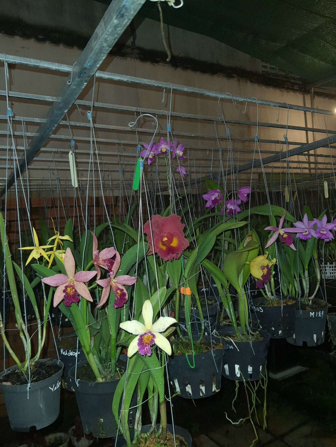 ok đẹp lắm nhe bạn tặng nên ko có hìn ảmh