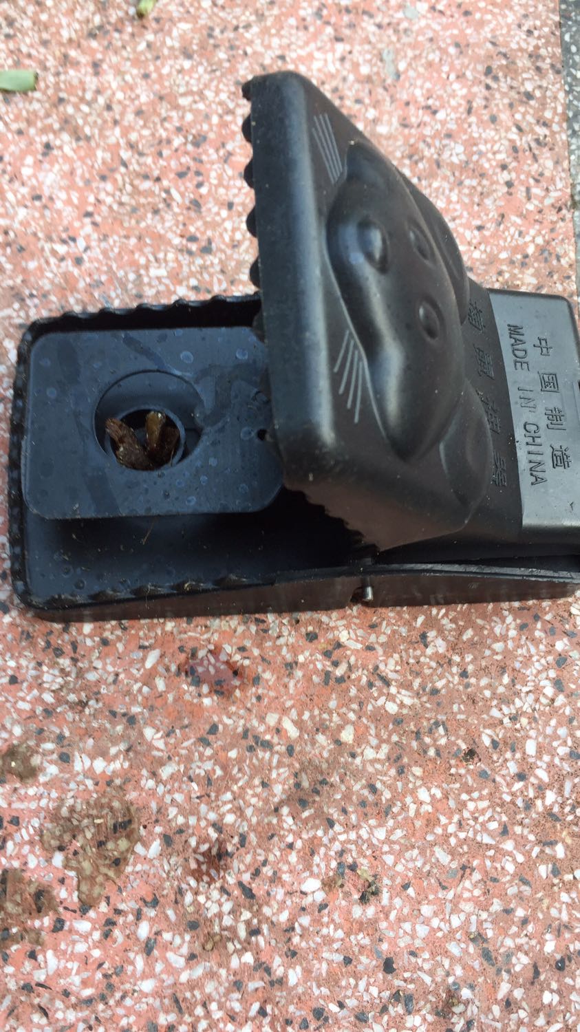 Chất lượng, giá cả cũng hợp lý, nhưng sao bẫy mà mấy đêm mà chẳng có con chuột nào vào, mặc dù rất nhiều chuột???