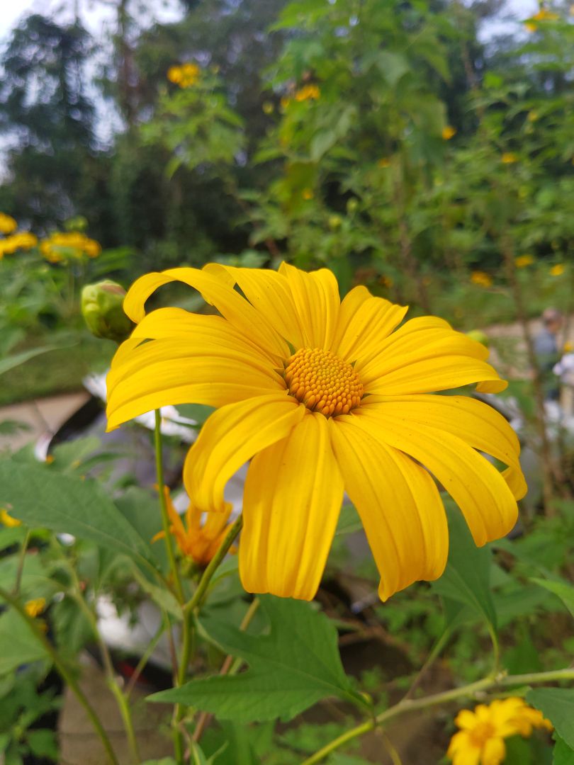 uống ngon, ko quá ngọt dễ uống. 
khi tập uống kèm bcaa sẽ có hiệu quả.
Ảnh mang tính kiếm xu