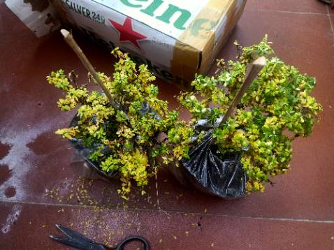 Giao cho khách hôm qua mà cây như này thì sống sao được.