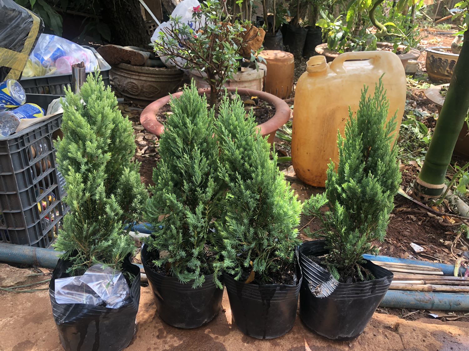 cây nhận được đẹp, không bị sao hết, bên ngoài bé hơn hình. giá rẻ