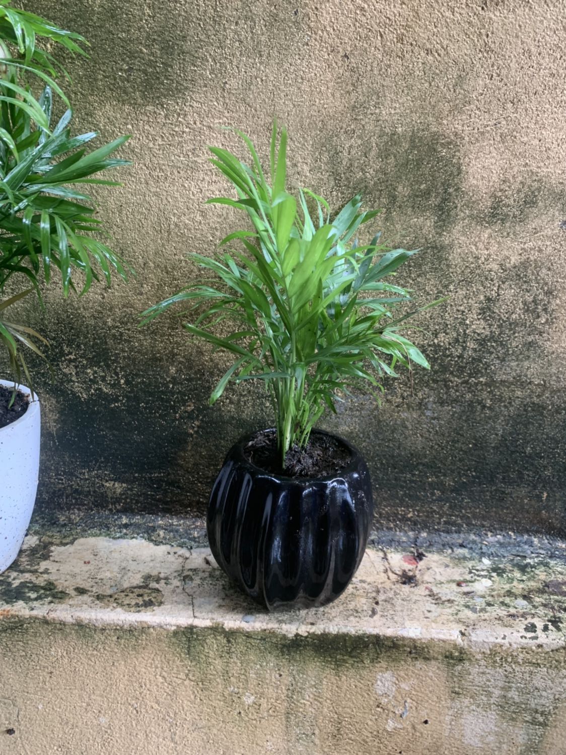 Giao hang nhanh cây tốt sẽ ung hộ shop