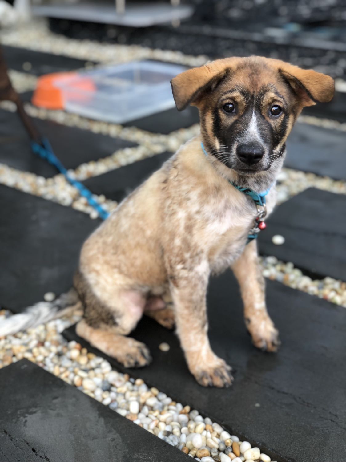 Bé cún nhà mình ăn loại này mà lớn nhanh như thổi luôn