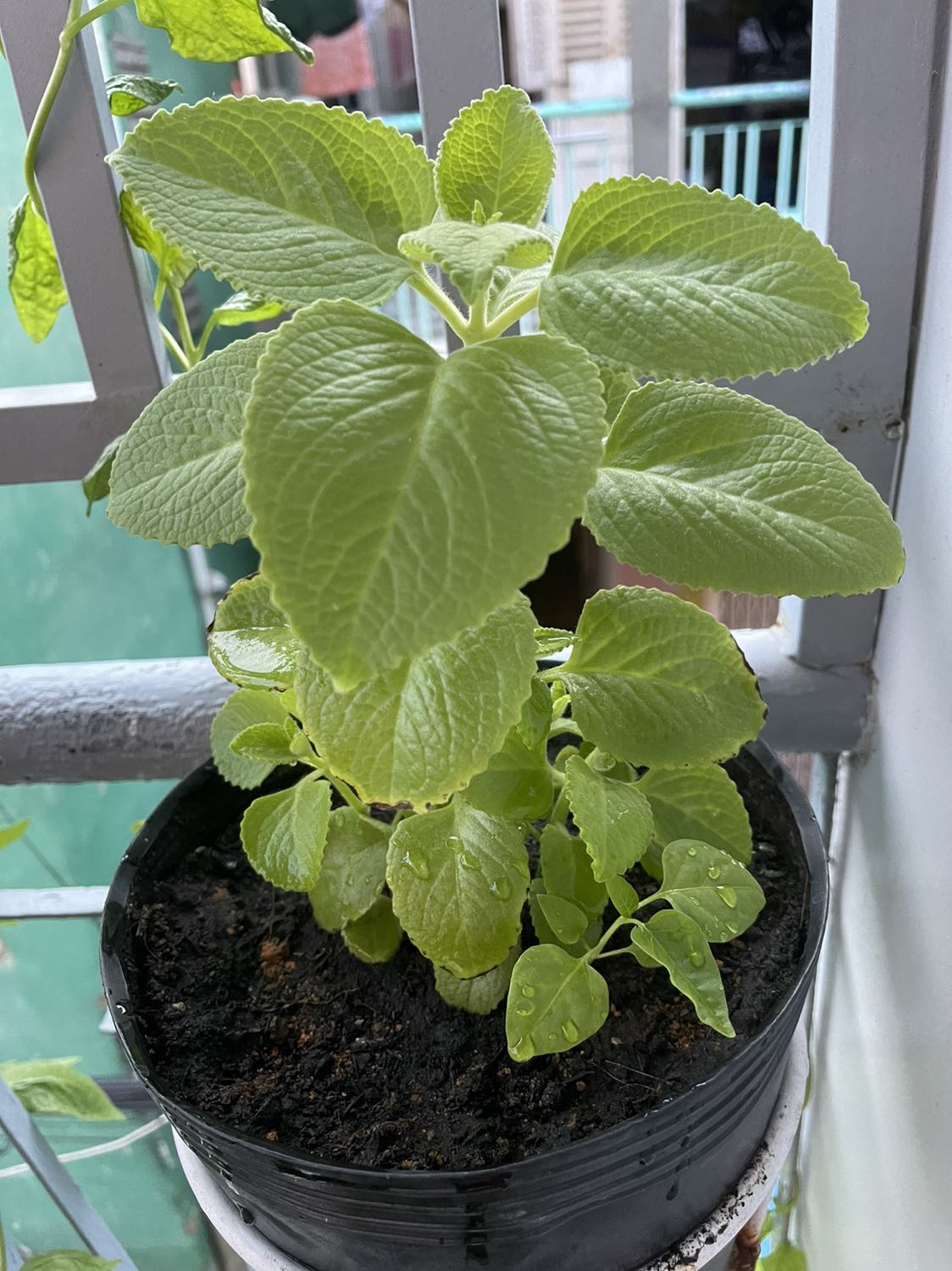 Hàng đẹp mặc mát