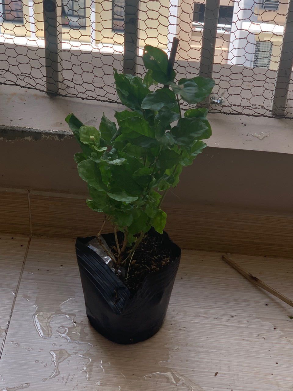 Ảnh thật đây nha mn. Chứ ko phải clip Ảnh thật của chủ shop. Mình cho 4 sao vì khâu đóng gói rất kỹ chứ còn cây ko như ảnh, mới nhận em nó sáng nay. Để trồng đôi tháng xem cây thế nào nha