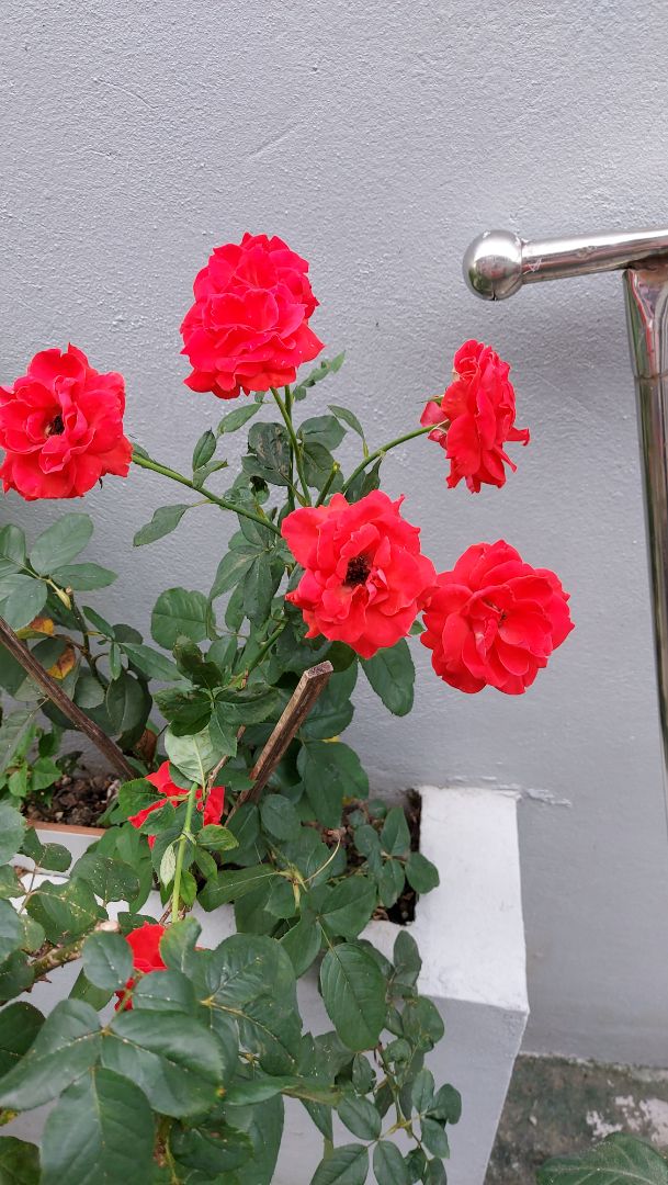 sản phẩm ok chất lượng giao.nhanh giá cả hợp lý.sẽ tiếp tục ủng hộ