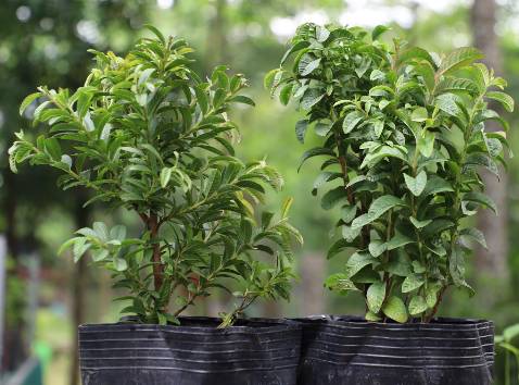 Hai cây ổi tươi tốt, gốc vững, đóng gói kỹ.