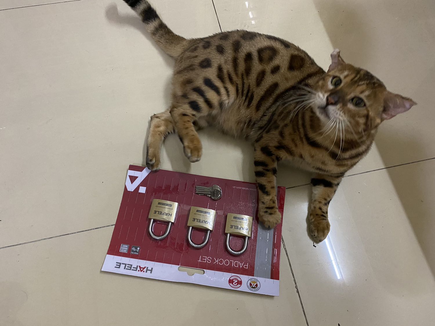 Dao cực đẹp, nhìn cái hộp đã thấy mê , cán đúc liền với lưỡi dao , rất sắc bén ! Rất đáng tiền! 😍😍