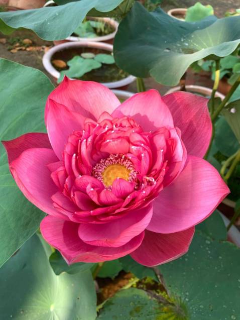 Hàng đẹp, chất lg .Shop giao hàng nhanh,2 ngày đến nơi👍👍👍