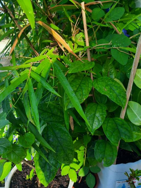 Thời gian giao hàng nhanh, đóng gói cẩn thận, đến nơi cây vẫn còn tươi xanh. Cây kim đồng hoa đẹp, nhưng ngọc nữ thì hơi nhỏ không biết khi nào mới có hoa nhưng vẫn đánh giá 5 sao. Hy vọng cây sẽ phát triển tốt cho ra hoa đẹp.