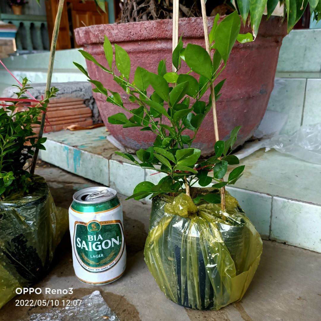 Thực tế, cây chỉ cao 15- 20cm, chứ ko như quảng cáo cao 40cm.