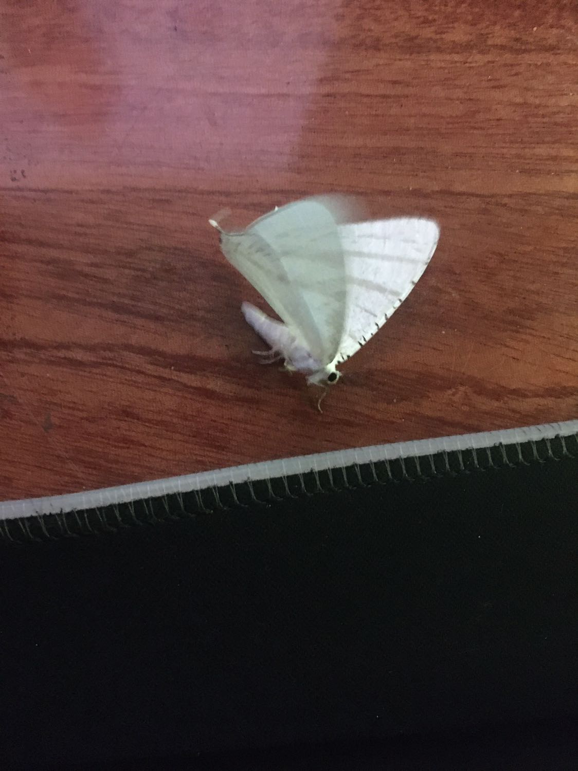 Chất lượng, rẻ