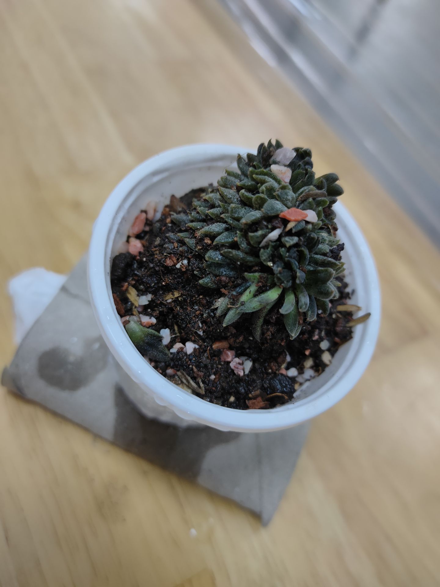 mua mà hàng nằm ở shiper lâu quá hơn 1 tháng luôn mà cx mai còn sống nè 
may là shop cho cái chậu nhỏ nhỏ