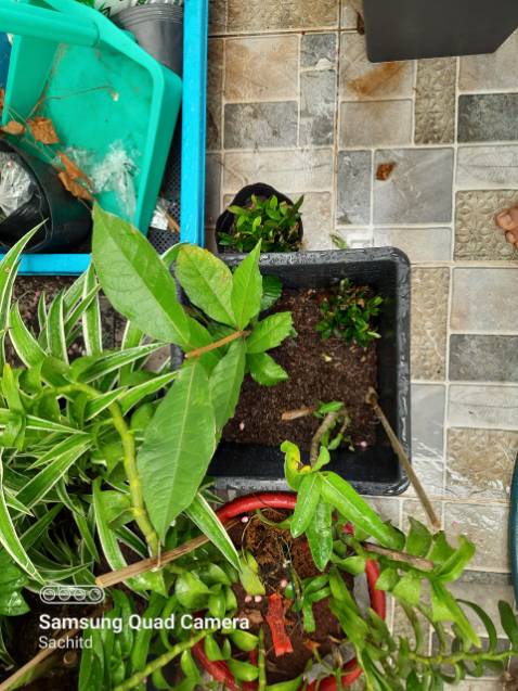 sản phẩm như hình