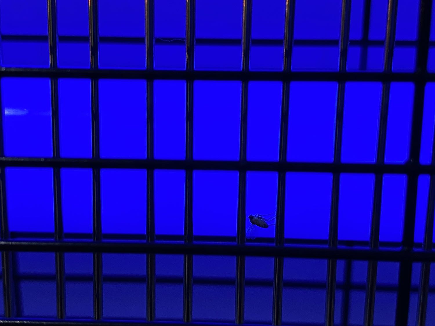 Đọc mấy rì-diu 1 sao của các bạn bảo mua về xài mà chả diệt được con muỗi nào mà hãi quá nhưng vẫn đắn đo đặt mua 02 cái để xài thử xem sao.

Kết quả cũng không đến nỗi nào: Nhận hàng buổi sáng, buổi trưa cắm thử và buổi chiều ghi nhận 1 đồng chí muỗi và 2 đồng chí ruồi giấm đã hy sinh.

Kết luận: Đèn có công suất 4.5W thôi, có thể diệt được muỗi và ruồi (quan trọng là vị trí để đèn), có thể kết hợp làm đèn ngủ.

Chỉ có một thắc mắc là Công ty Điện Quang là của Việt Nam 100% mình nhưng sao sản phẩm này lại sản xuất tại Trung Quốc (Made in China) là thế nào nhỉ?