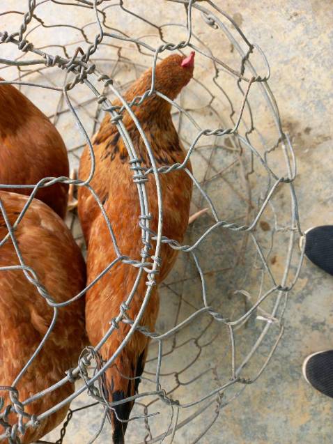 Shop uy tín hàng giao nhanh , mua tiếp luôn đơn nữa 100 điểm