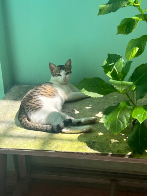 sách viết logic và khoa học, đôi khi ta chẳng thẻ ngừng những việc gây tổn hại cho chính ta, có lẽ ta nên ngừng xấu hổ về chính mình rồi lại tìm đến thuốc tê cho những cơn đau do self-hatred gây ra. sách thực sự hữu ích