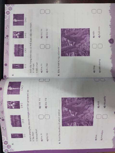 Hình trong sách quá vừa nhỏ vừa mờ, không thể phân biệt để trả lời câu hỏi.