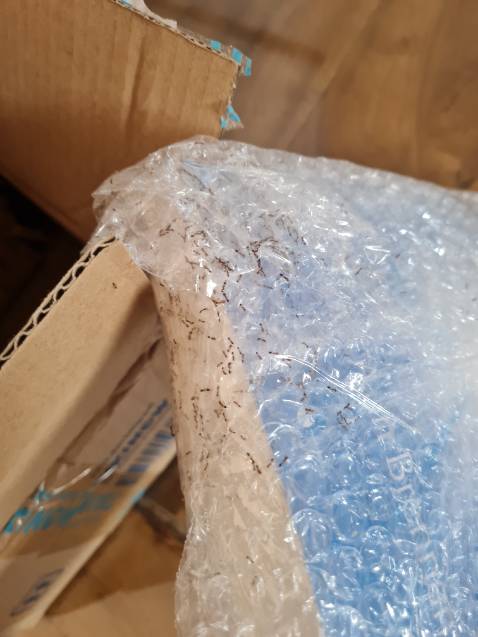 Bõ và sách kiến rất nhiều, may chỉ bị bẩn nhẹ