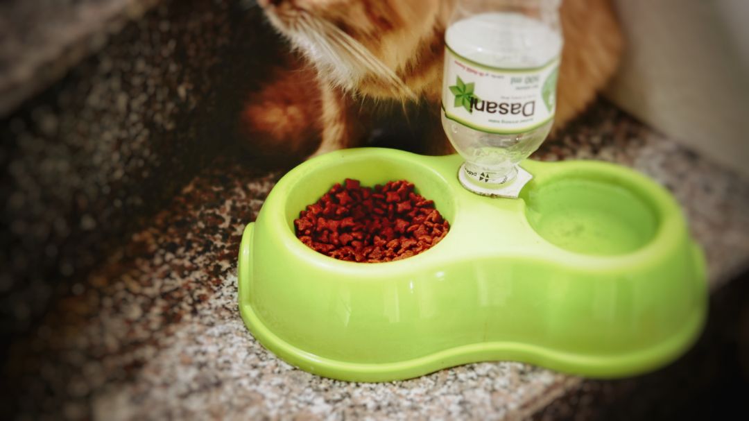 Nói chung là ổn, giao hàng đóng gói cẩn thận,gói tặng kèm là meo nhà mình cào cắn đòi ăn. Giá trên Tiki vẫn hơi mắc so với mua lẻ ở Trường Chinh,nhưng hàng chính hãng, trên bao bì gói to ghi rõ tặng kèm gói nhỏ và lâu lâu đổi loại khác nhau cho mèo nhà mình đổi vị. Đặt giao tận nhà miễn phí ship (do mình mua cùng nhiều đồ khác). Để rẻ và tiết kiệm có thể nên tìm mua các gói loại to hơn 13kg thì sẽ rẻ hơn.