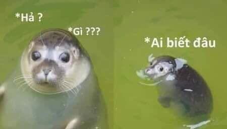 Ok. Hàng tốt nhé mọi ng