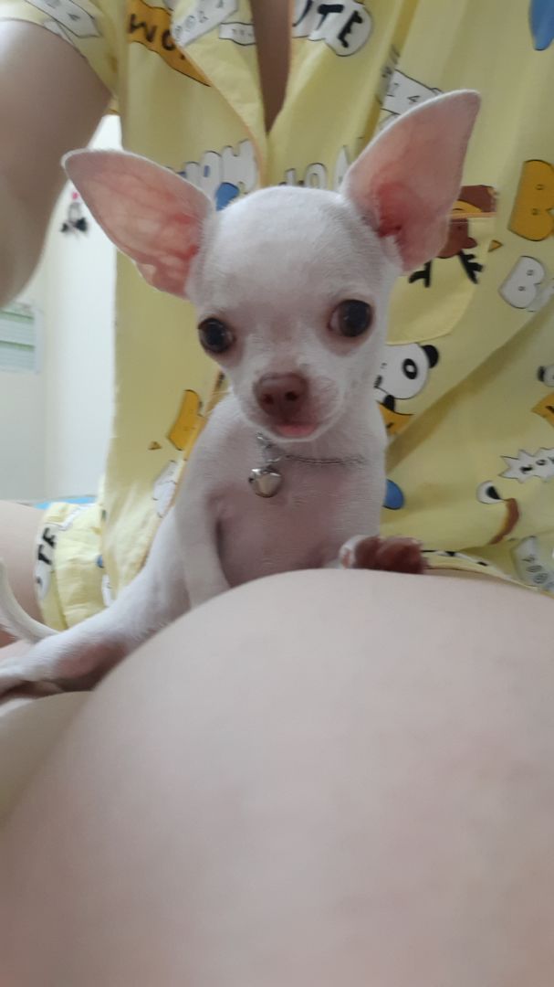 Banh nhỏ, dễ thương, phù hợp với size bé cún nhà mình.
Làm biếng chụp từng sản phẩm nên để hình bé cún tạm ạ.