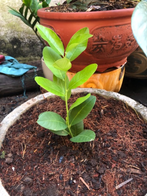 Cây nhận về nhỏ nhưng gói cẩn thận và khoẻ đẹp
Mong rằng cây nhanh lớn, khoẻ cho ra trái sớm 💗 Cây nhận về nhỏ nhưng gói cẩn thận và khoẻ đẹp
Mong rằng cây nhanh lớn, khoẻ cho ra trái sớm 💗