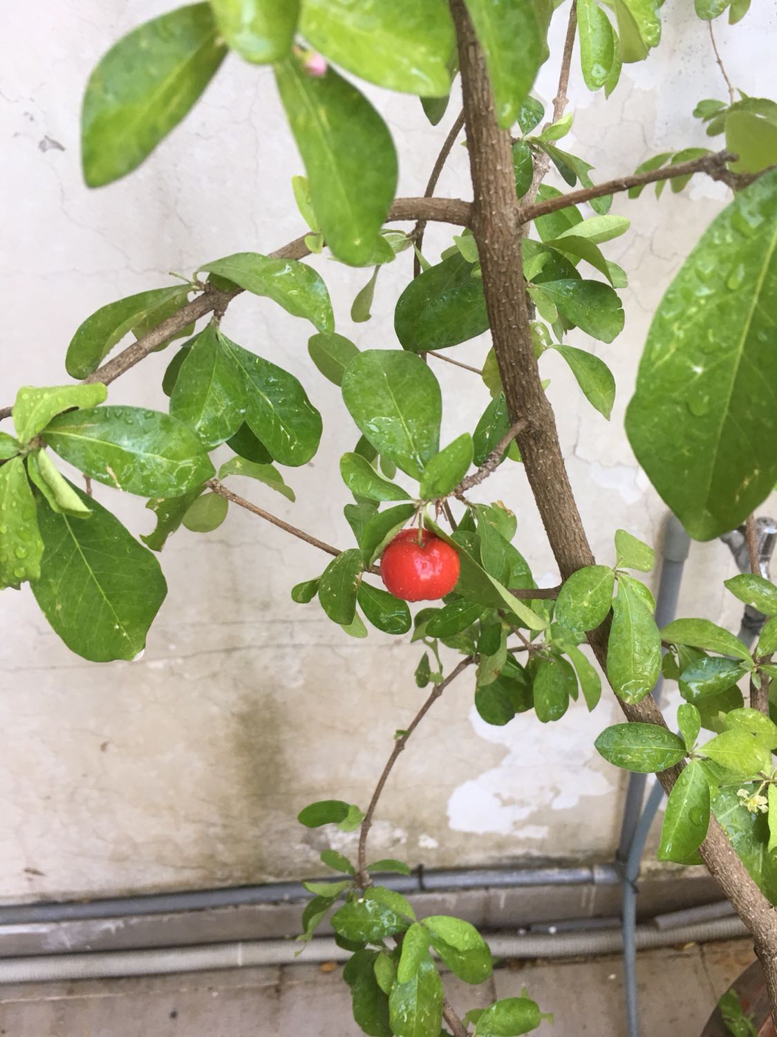 Sữa rất tốt cho bé biếng ăn mình dung cho bé nhà mình sữa mua của trading thì khỏi lo vị thơm ngon bé dễ uống shop dóng gói kĩ giao đủ số lượng Sữa rất tốt cho bé biếng ăn mình dung cho bé nhà mình sữa mua của trading thì khỏi lo vị thơm ngon bé dễ uống shop dóng gói kĩ giao đủ số lượng