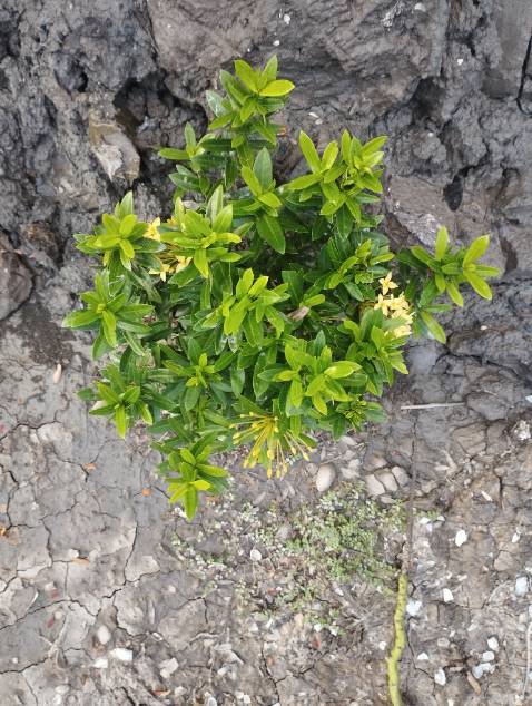 Hoa chỉ ra 1 màu ko đc 5 màu. Hoa lại bé tí. Shop ko giải thích rõ ràng . gửi hình xong thì ko phản hồi