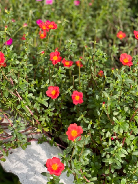 Vải mình hay mua cho bé dùng. Nên không có cmt gì hơn