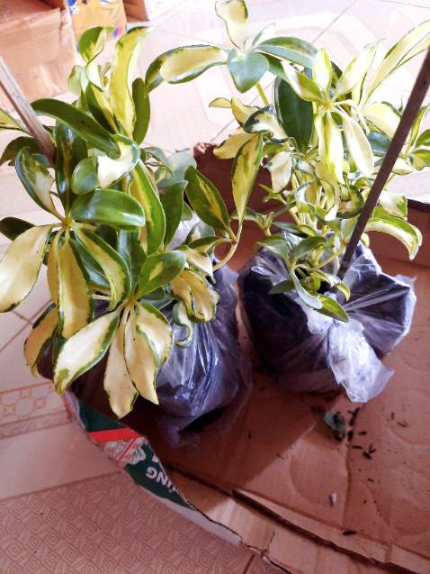 Đã nhận hàng. Shop giao hàng cực nhanh. Cây tươi  như hình . Cảm ơn shop.