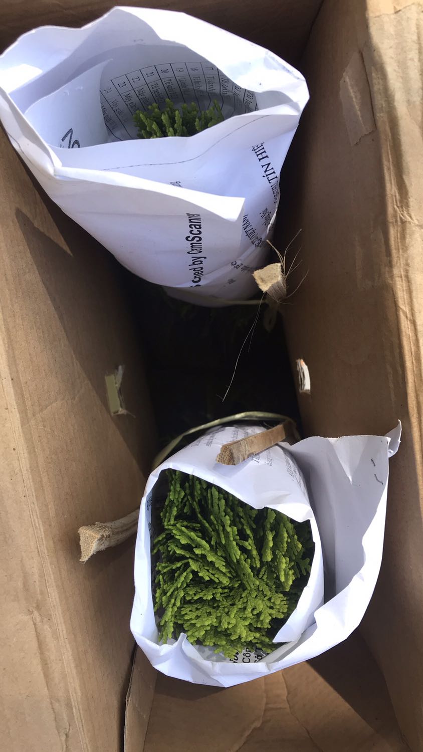 Giao hàng nhanh, đóng gói kỹ càng. Cây nguyên vẹn xanh tươi