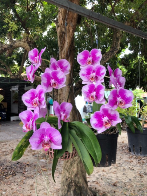 Sữa date mới. Hàng chất lượng. Nên mua