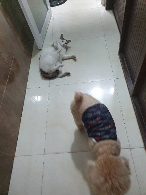 Trước giờ toàn mua bravecto ở shop. Luôn giao đúng, hsd xa, đóng gói đẹp. Lần này mua 2 viên đc tặng 1 balo mỏng, nhẹ, gấp gọn đc. Tks shop.