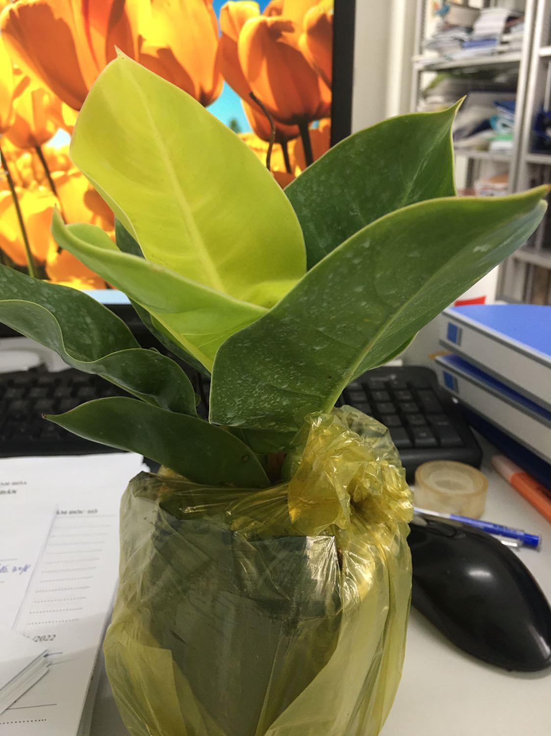 Cây nhỏ, tươi xinh nha