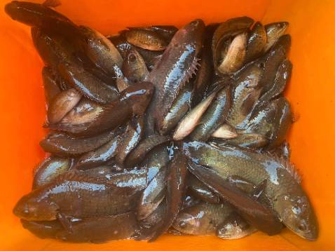 Đã nhận được hàng ngọn cần vào shop cần *** trc khi giao ạ!:((