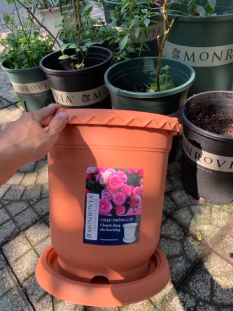 Tiki giao hành nhanh, hơn 3 tiếng là giao tới rồi. Chậu thì đẹp, chắc chắn, cầm nhẹ tay. Trên miệng chậu còn lỗ cắm khung leo cho mấy hoa hồng leo nhà mình, đỡ phải cắm xuống đất. 10 điểmmmm cho shop